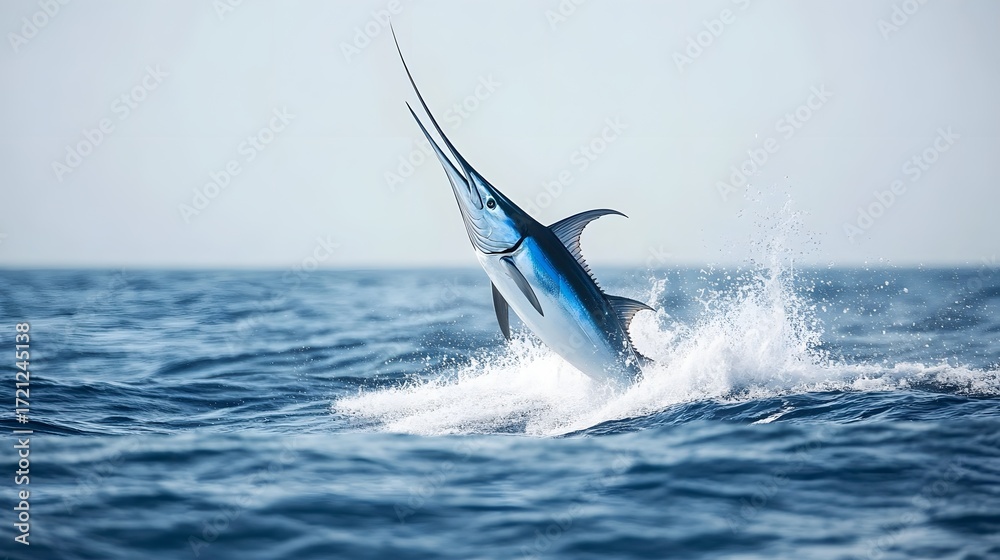 Obraz premium Photograph of a leaping marlin breaching the ocean surface with a significant splash.