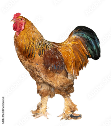 Full-body image of a colorful Brahma rooster standing proudly.