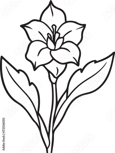 gladiolus flower line art, coloring book page line art drawing, vector and illustration