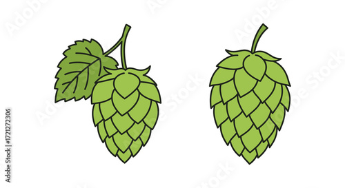 Two green hop cones with leaves a simple botanical illustration style