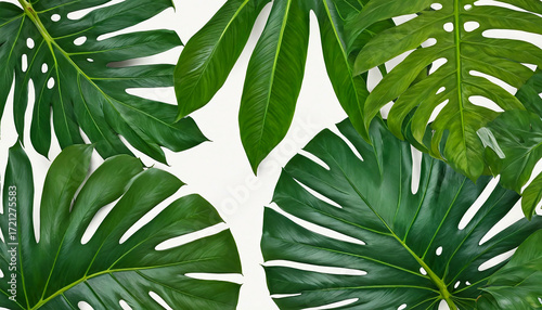 fresh green leaves with water drops