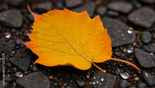 autumn leaf on the ground