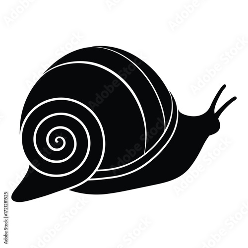 Rock snail shell isolated on white background