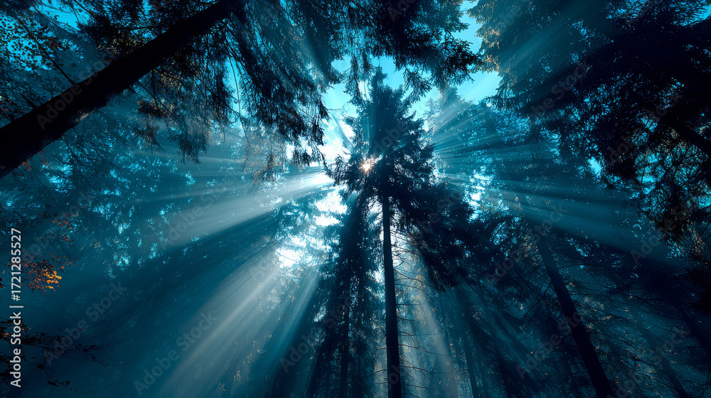 Obraz premium Sunlight streaming through tall forest trees with blue sky, peaceful nature background for desktop wallpaper
