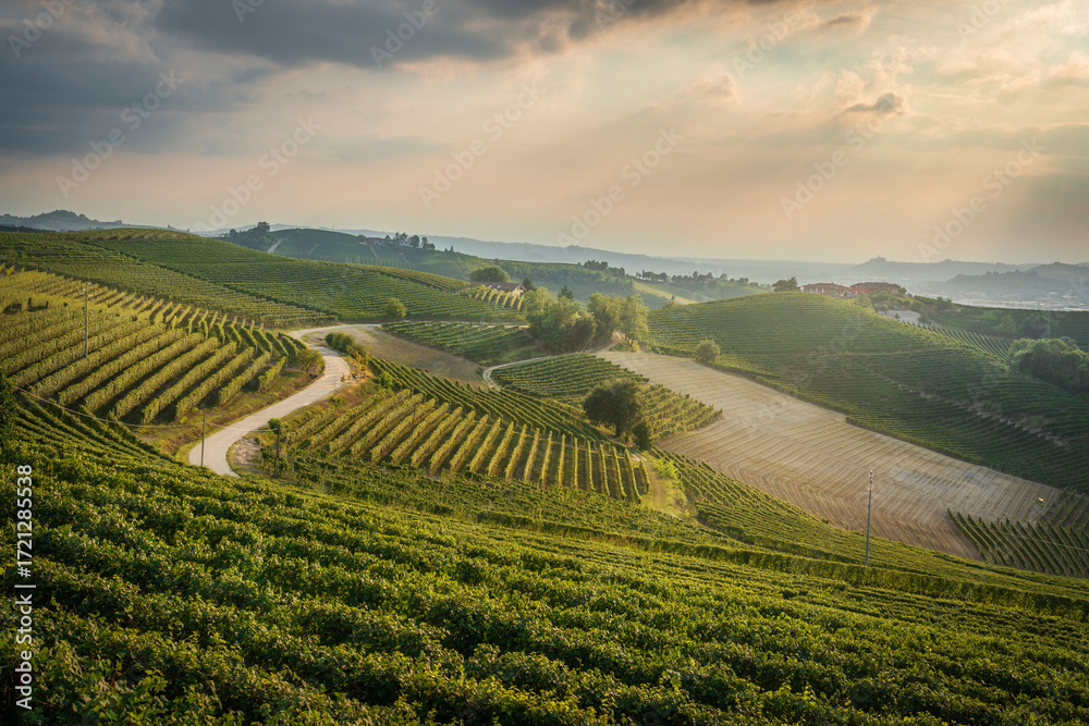 Obraz premium Langhe vineyards and winding road between Neive and Barbaresco. Piedmont, Italy