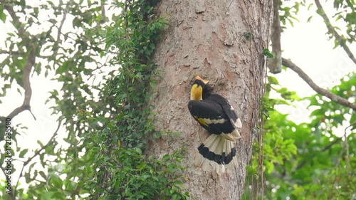 A male Great Hornbill feeds a female nestling in a hollow tree in the forest.