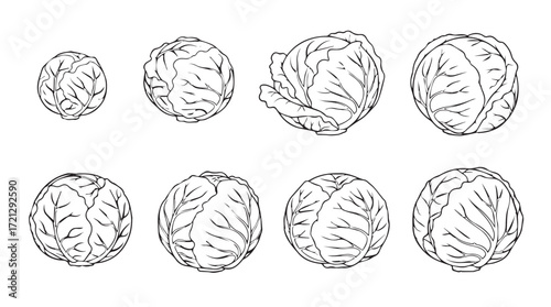 Collection of delicious fresh cabbage heads in various sizes and styles represented as line art silhouette