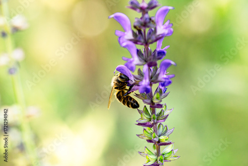 Macro shot of bee collecting nectar