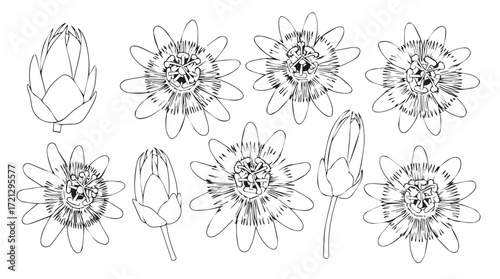 Detailed line drawing collection of intricate passion flowers and buds in various stages of bloom silhouette