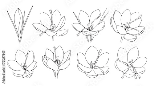Botanical sketch collection delicate floral studies hand-drawn elements for design projects silhouette