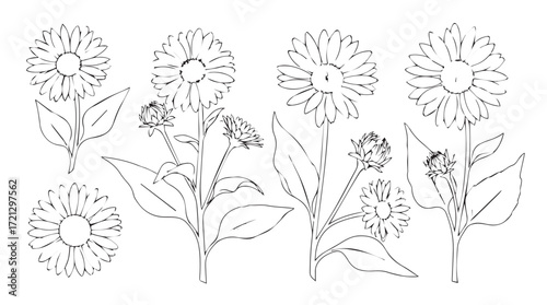 Billede på lærred Detailed botanical line art collection of zinnia flowers and leaves for artistic