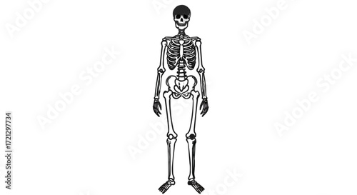 Anatomical illustration of a woman with headphones showing her head's internal skeleton and spine