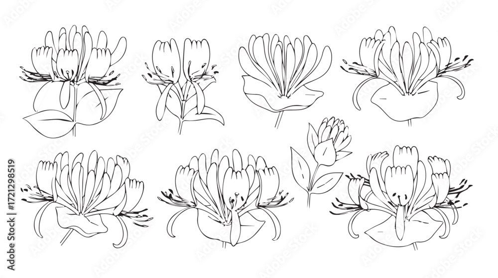 Fototapeta premium Delicate hand drawn floral elements collection botanical sketch elements for artistic design and decoration silhouette