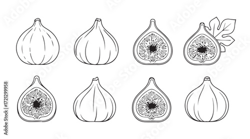 Botanical line drawing set of fresh ripe figs showing whole and halved fruit with details silhouette