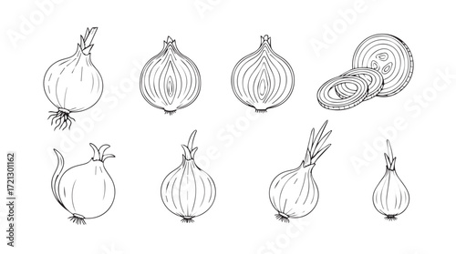 Hand drawn sketch collection of fresh onions and sliced onion halves artistic food art silhouette
