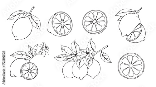 Artistic sketch of fresh lemons and leaves delicate botanical study for food and beverage designs silhouette