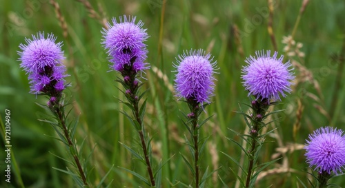 Purple Liatris Spicata Flowers Blooming in Summer Garden Meadow 