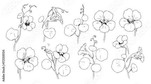 Detailed botanical sketch collection delicate orchid blooms and branching stems artistic hand-drawn elements silhouette
