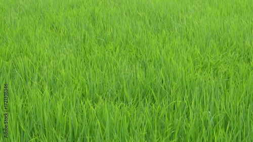 Close-up of healthy green rice plants in cultivated field