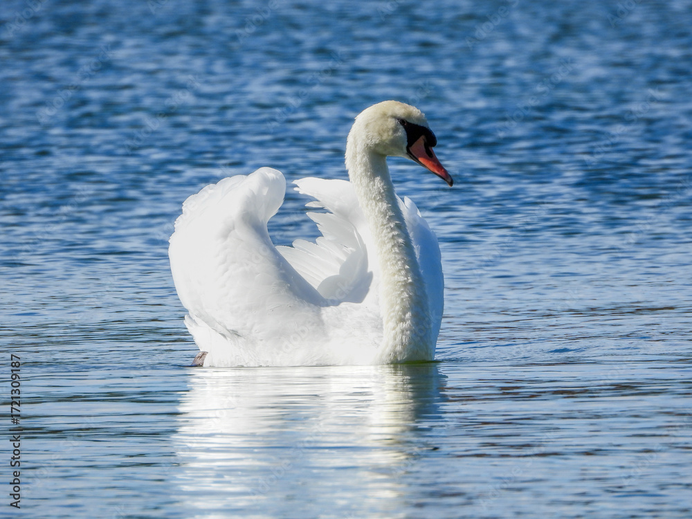 Fototapeta premium Swan floating gracefully across the water 