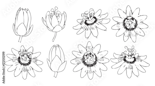 Artistic line drawings of blooming flowers and buds showing growth stages silhouette