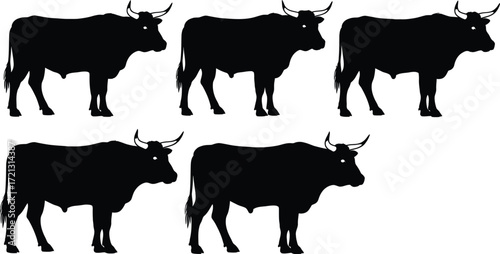 Black silhouette of bulls vector illustration stock image
