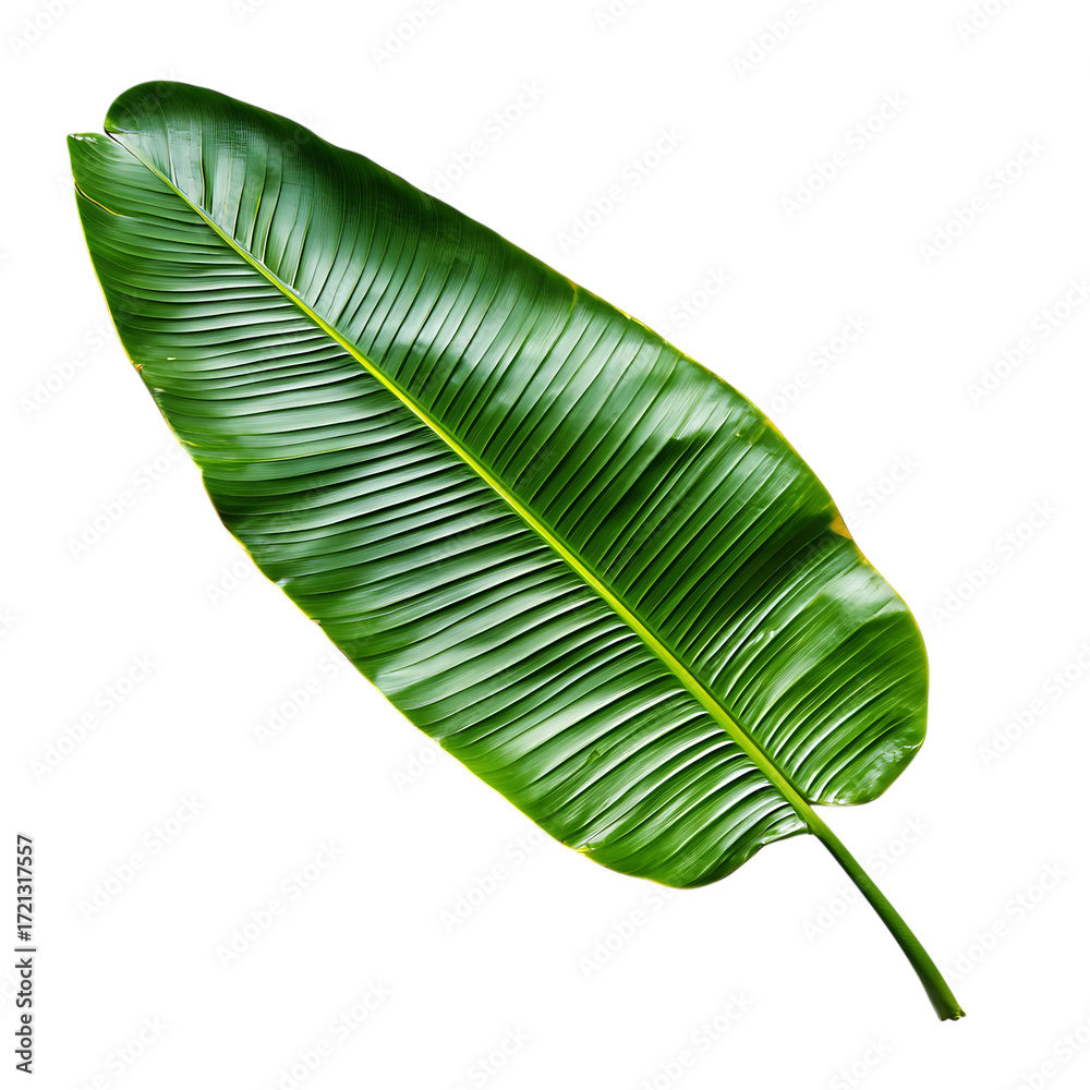 Fototapeta premium green leaf png