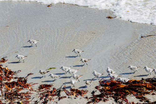  Sanderling (Calidris alba) bei Ebbe am Sandstrand am Rande der Dünung