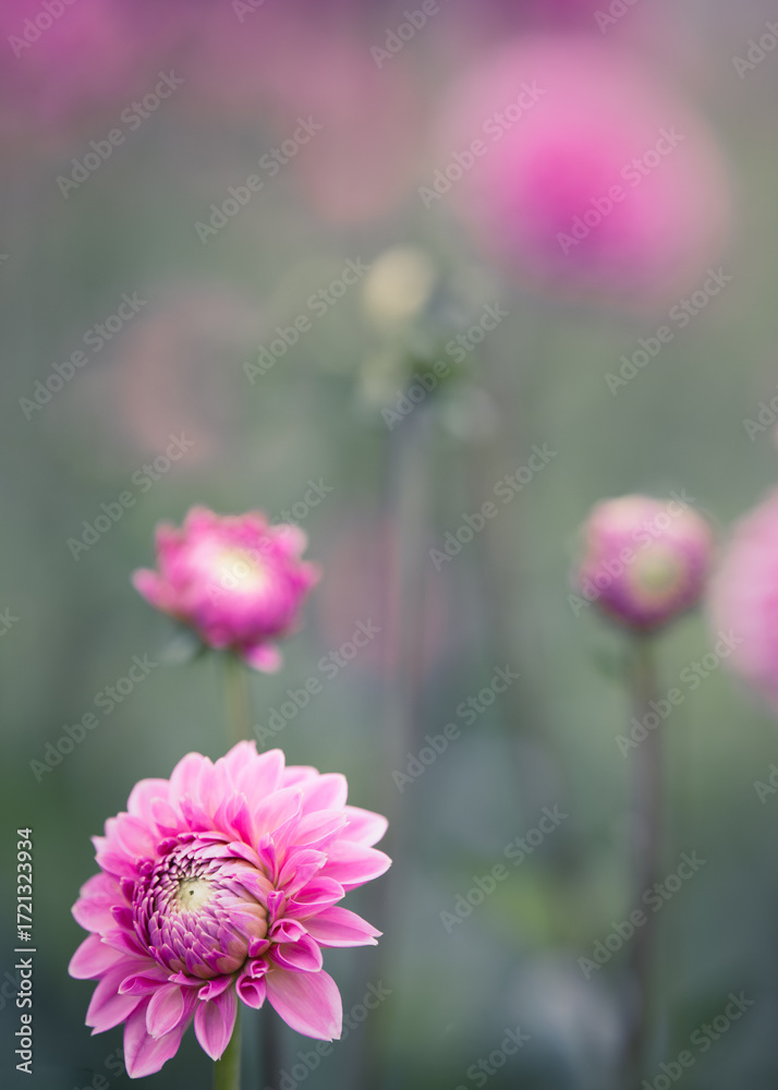 Obraz premium Summer Dahlias