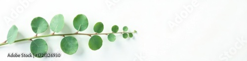 Simple green eucalyptus sprig on white background Minimalist floral design , aesthetic, eucalyptus