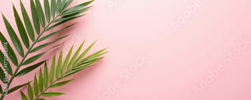Single exotic palm leaf on pale pink, empty space Simple nature backdrop , paradise, banner, art