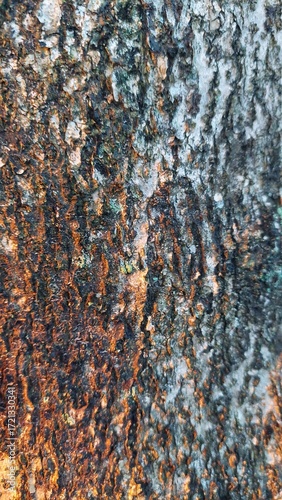 This is a close-up, highly textured photo of a tree trunk.