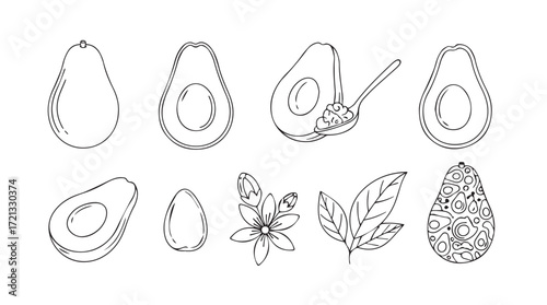 Hand drawn sketchy avocado illustrations and botanical elements set food ingredient nature design silhouette