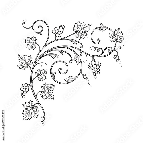 Elegant vine and grape cluster decorative flourish with swirling tendrils and detailed leaves