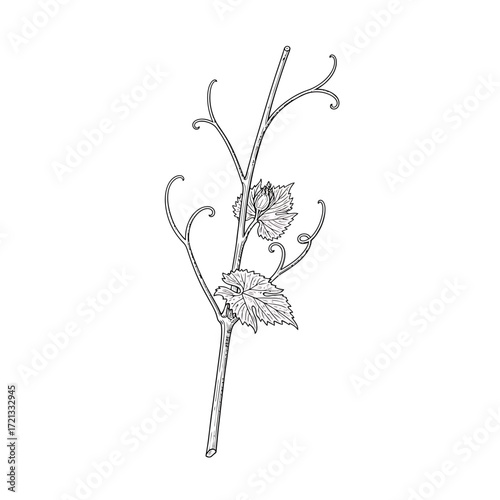 Vine Branch with Leaves and Bud Botanical Line Drawing