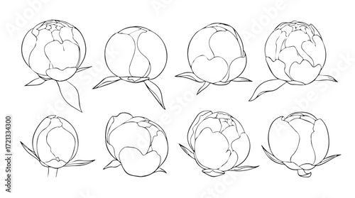Set of peony flower buds in various stages of opening sketch hand drawn line art design elements silhouette