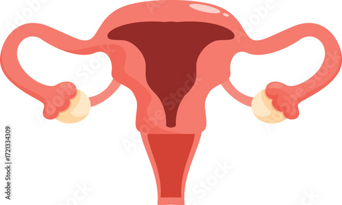 Medical illustration representing the female reproductive organs, including uterus, fallopian tubes, ovaries, cervix, and vagina, essential for reproduction