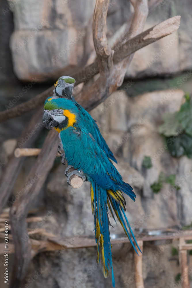 Obraz premium The blue Macaw parrot, a bright bird sitting on a stone wall. Parrot concept, zoo, birds