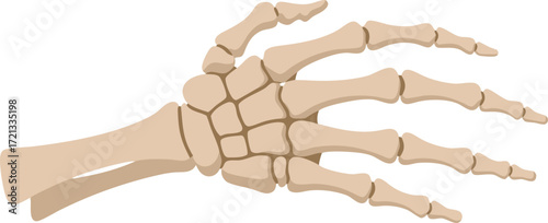 An anatomical illustration showing the detailed bones of a human hand and wrist, highlighting carpal, metacarpal, and phalangeal structures