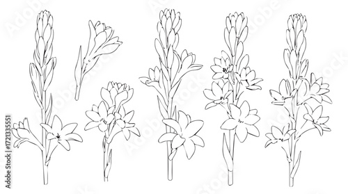 Delicate gladiolus flower stems hand drawn line art botanical botanical design elements for art and design projects silhouette