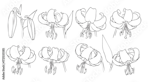 Detailed hand-drawn botanical sketch collection of orchid flowers in various angles silhouette
