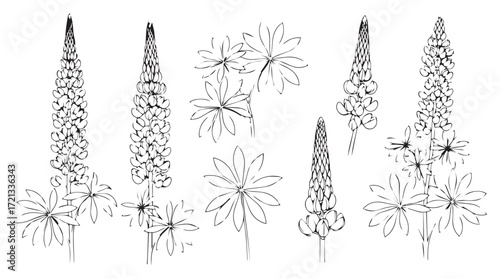 Detailed hand drawn botanical illustrations of delphinium flowers in elegant line art style silhouette