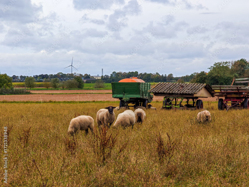 Obraz premium Sheep graze in a serene rural field near a farm with a wind turbine in the background on a cloudy day