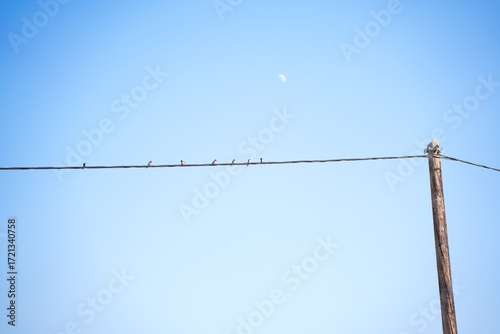Small birds sitting on power lines against a clear blue sky with the moon visible in the background. Minimalist nature and urban scene.