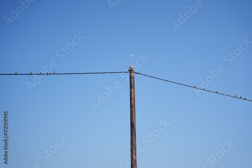 Small birds sitting on power lines against a clear blue sky with the moon visible in the background. Minimalist nature and urban scene.