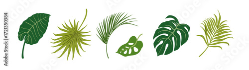 Tropical exotic leaves set. Large big fan palm, monstera, areca leaf, green foliage, nature decoration. Jungle greenery, botanical decor. Flat vector illustration isolated on white background.