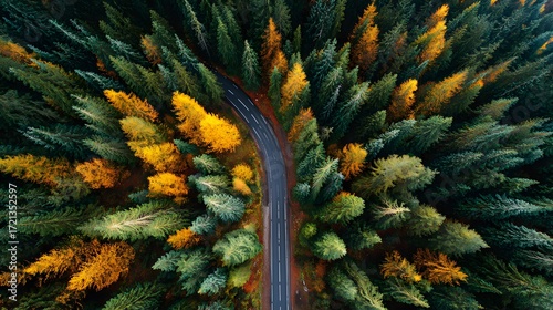 Overhead view of a road in a forest in autumn