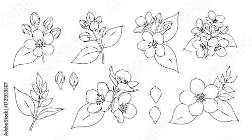 Delicate jasmine flower sprigs detailed botanical sketch hand drawn line art elements for design projects silhouette