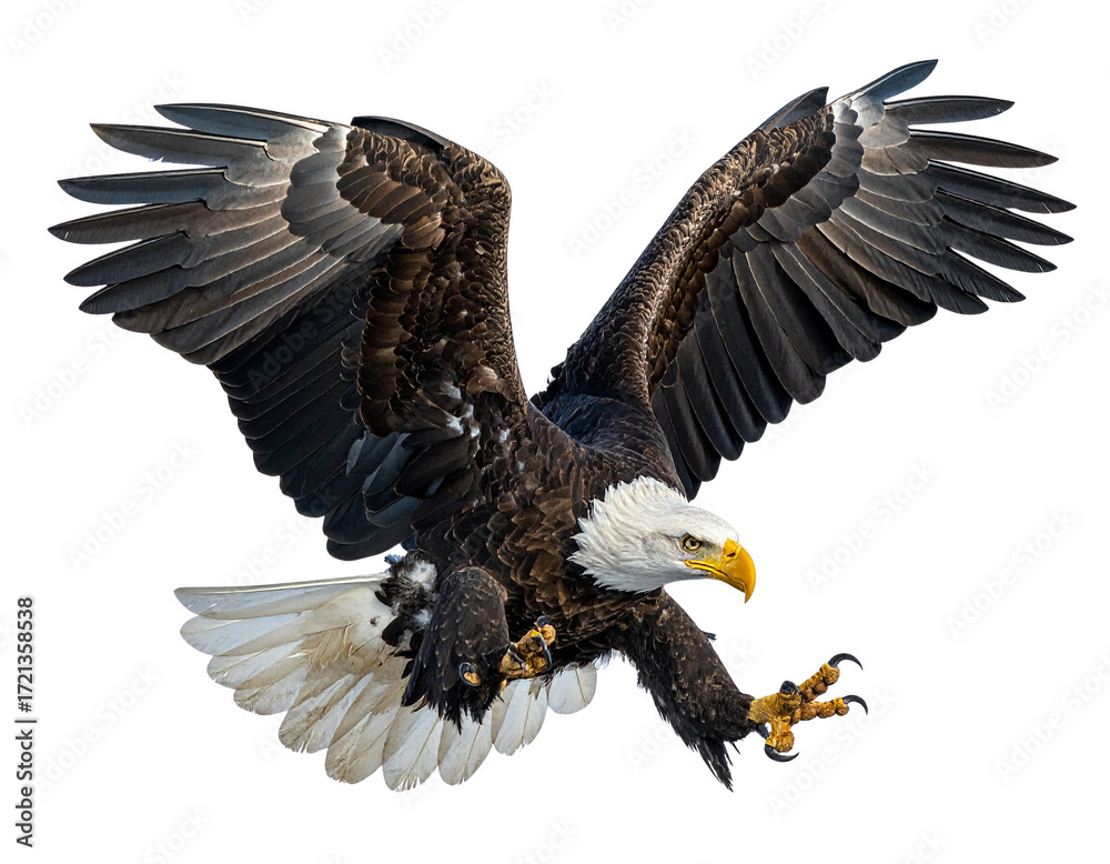 Obraz premium Bald eagle in mid-flight, isolated on transparent cutout background