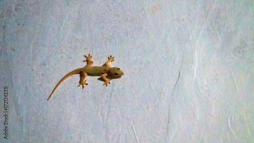 The gecko on the painted wall of the hotel is a typical tourist situation. As always, it's Hemidactylus frenatus - Common house gecko. Surabaya. Indonesia